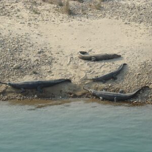 Bardiya National park jungle safari