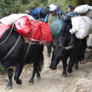 Jokpyo on Gokyo Cho La Pass Trekking
